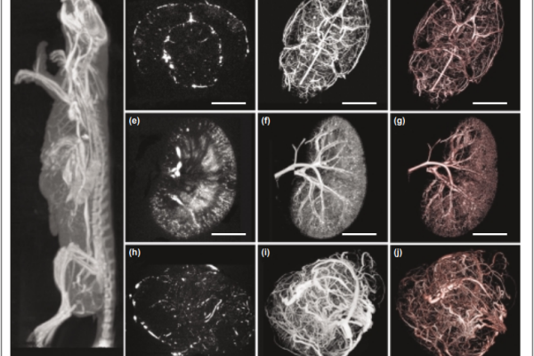 Micro-CT in small animal and specimen imaging